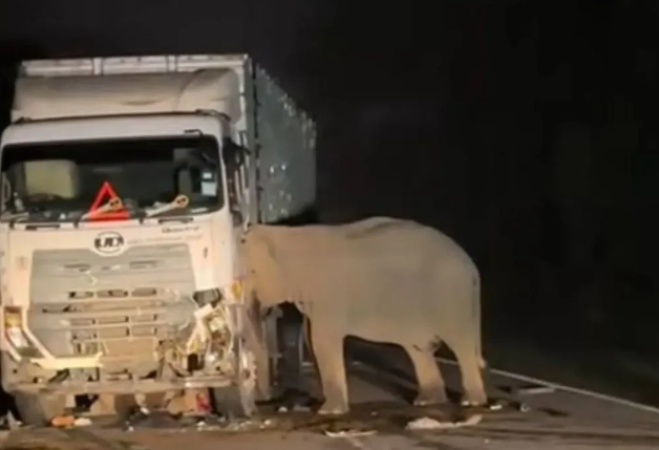 Viral, Induk Gajah Saksikan Anaknya Tewas Ditabrak Truk pada Hari Ibu Internasional