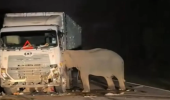 Viral, Induk Gajah Saksikan Anaknya Tewas Ditabrak Truk pada Hari Ibu Internasional